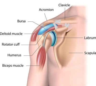Anatomy-Shoulder